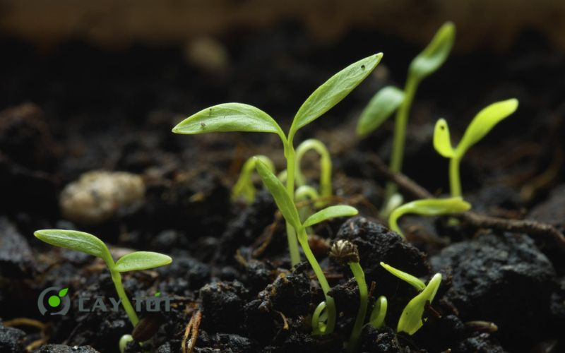 Hạt Giống Ngò Tây