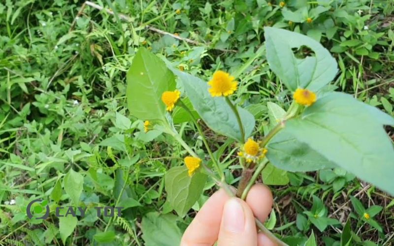 Hạt Giống Rau Cúc Áo