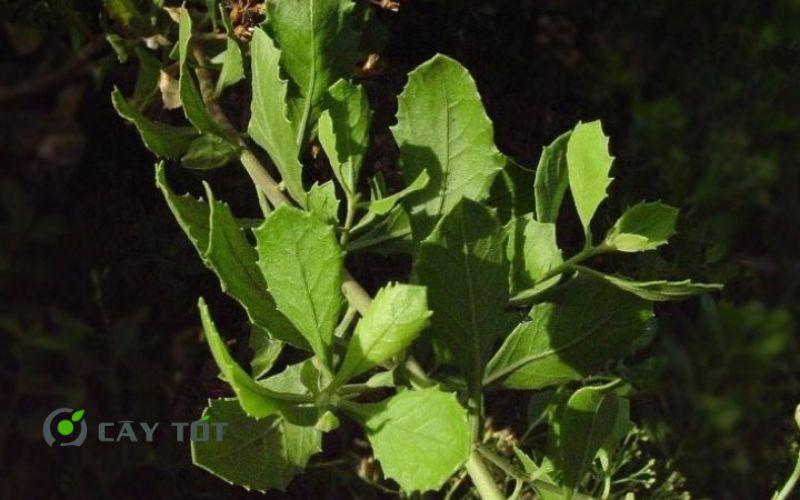 Hạt Giống Rau Cúc Tần