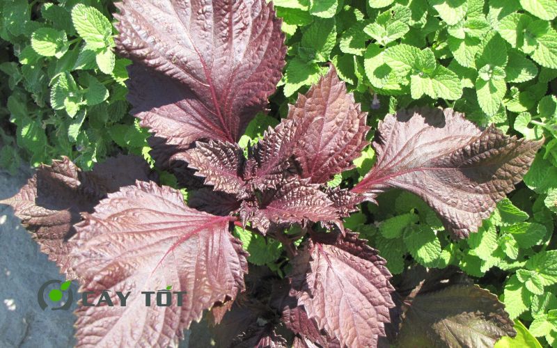 Hạt Giống Tía Tô