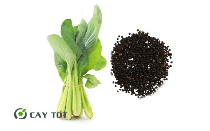 Hạt Giống Cải Ngọt