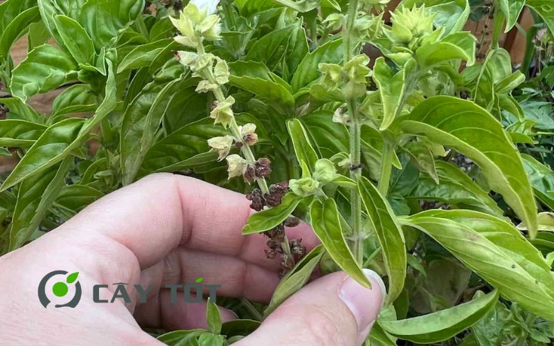 Hạt Giống Rau Húng Quế