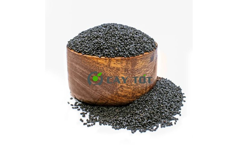 Hạt Giống Rau Húng Lủi