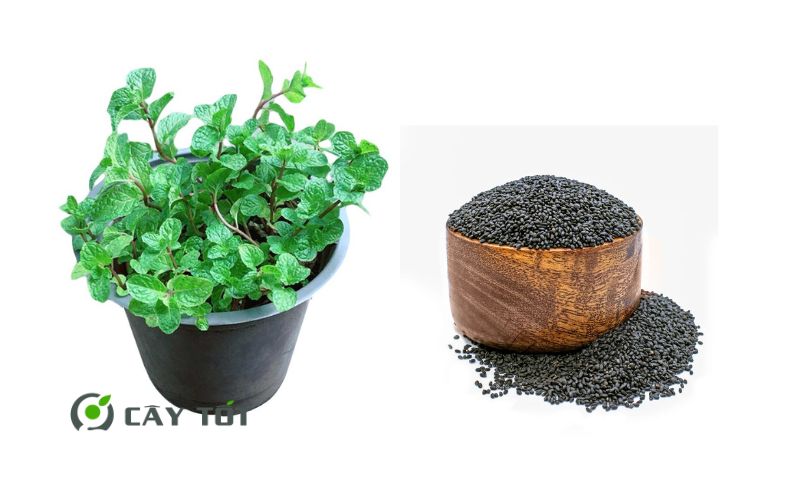 Hạt Giống Rau Húng Cây