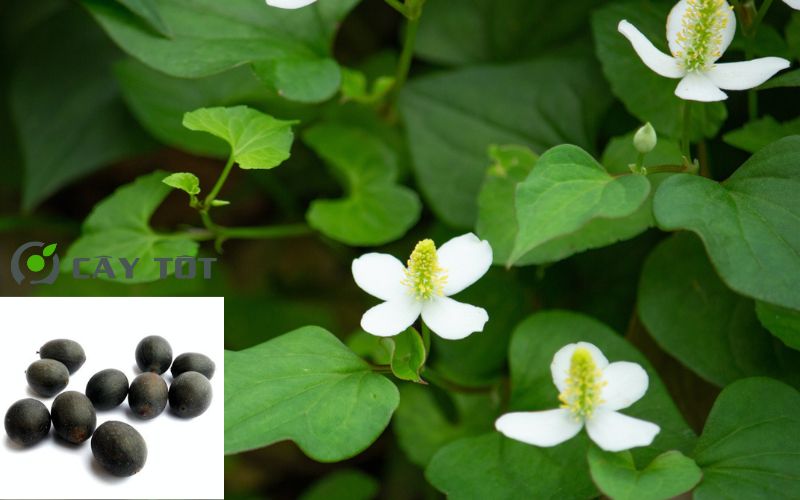 Hạt Giống Diếp Cá