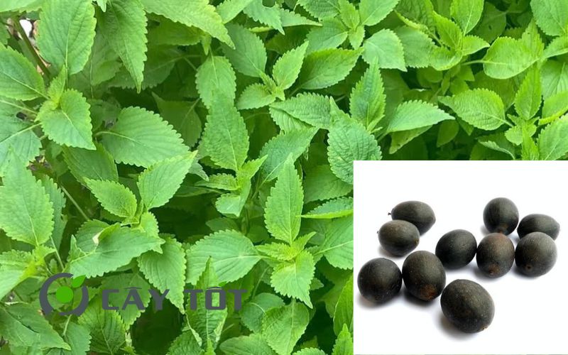 Hạt Giống Kinh Giới