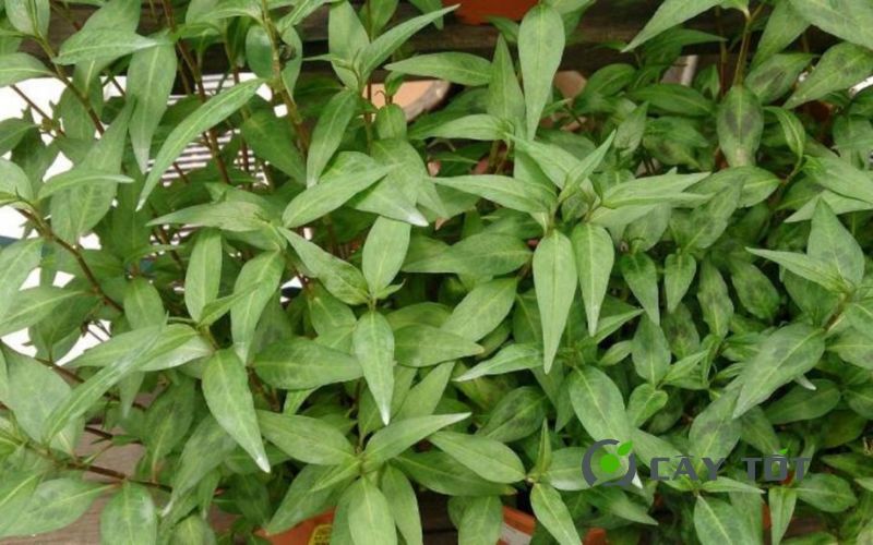 Hạt Giống Rau Răm