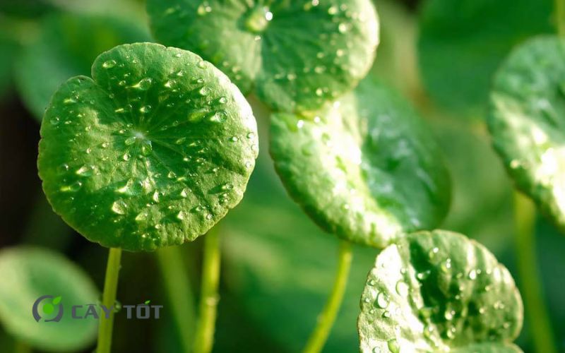 Hạt Giống Rau Má