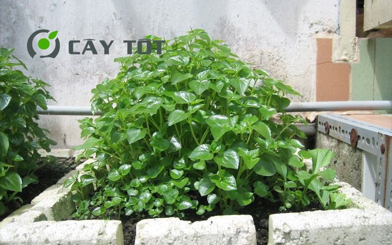 Hạt Giống Rau Càng Cua