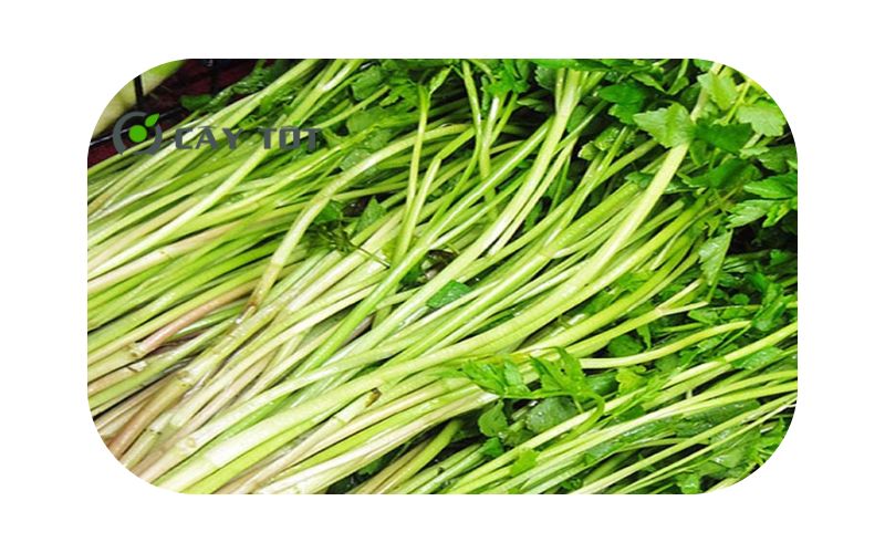 Hạt Giống Rau Cần Nước
