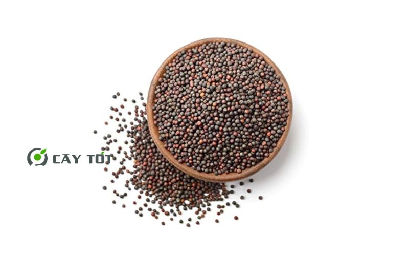 Hạt Giống Cải Xanh