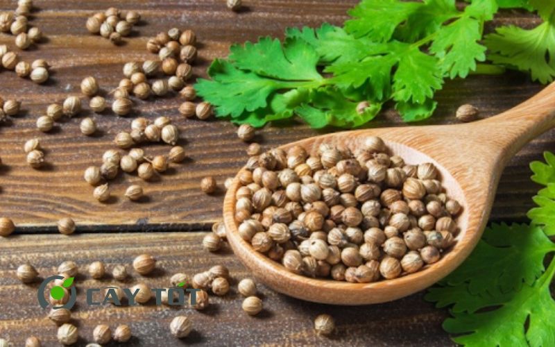 Hạt Giống Ngò Rí