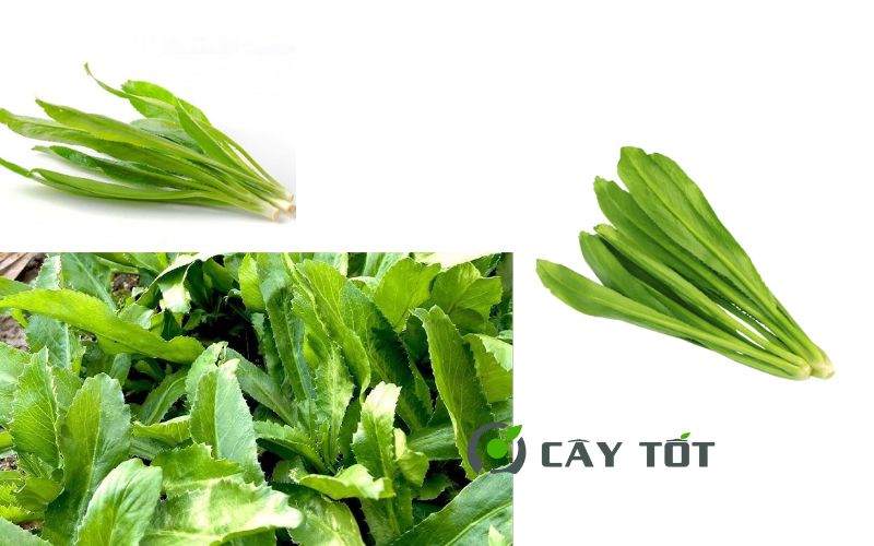 Hạt Giống Ngò Gai