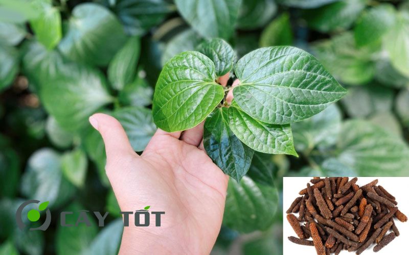 Hạt Giống Lá Lốt