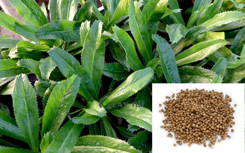 Hạt Giống Rau Mùi Tàu