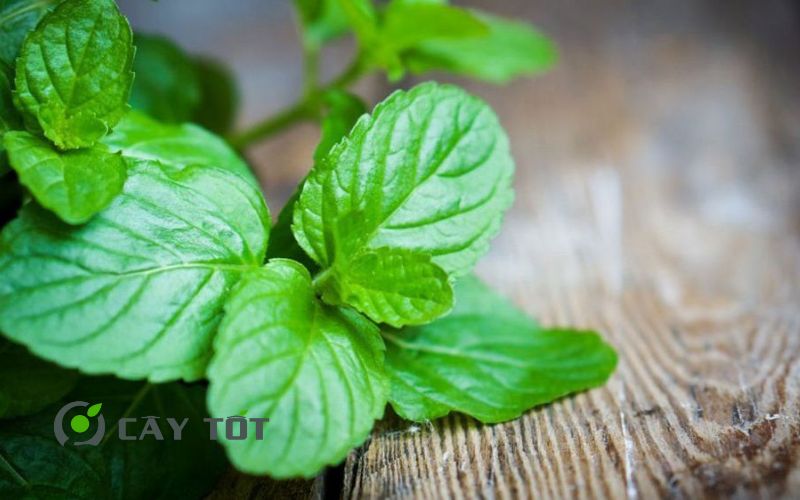 Hạt Giống Bạc Hà