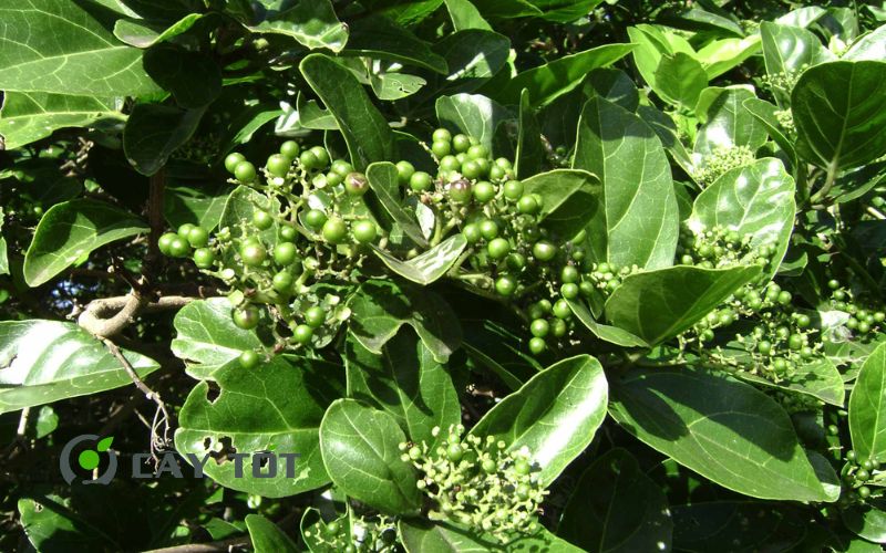 Hạt Giống Lá Cách