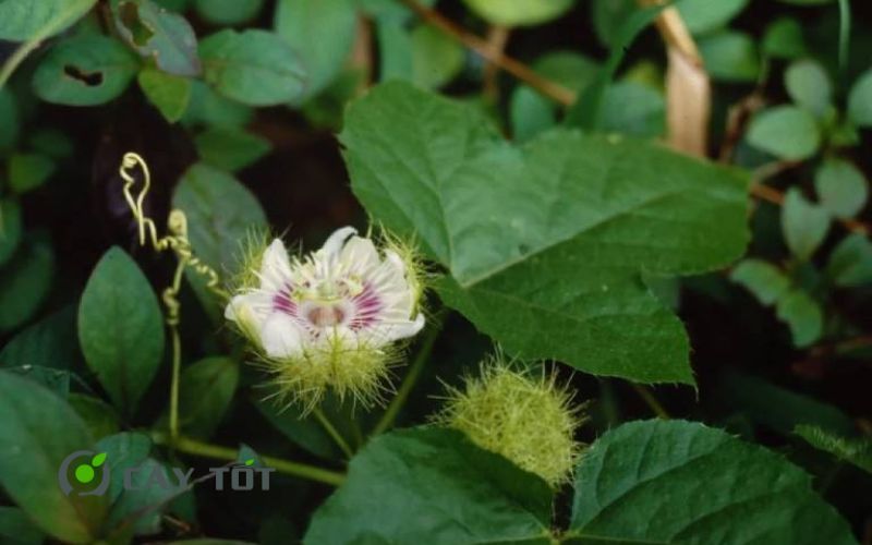 Hạt Giống Lạc Tiên