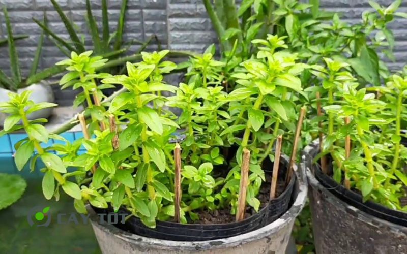 Hạt Giống Rau Om