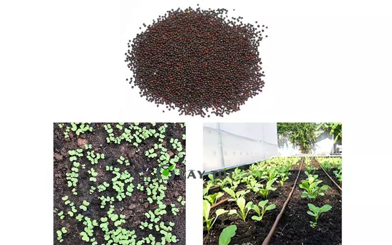 Hạt Giống Cải Bẹ Dún