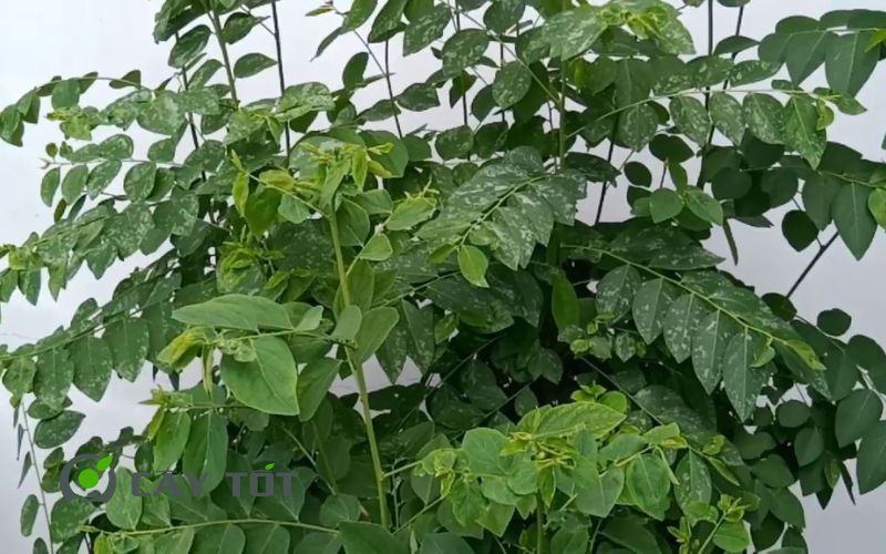 Hạt Giống Rau Bồ Ngót