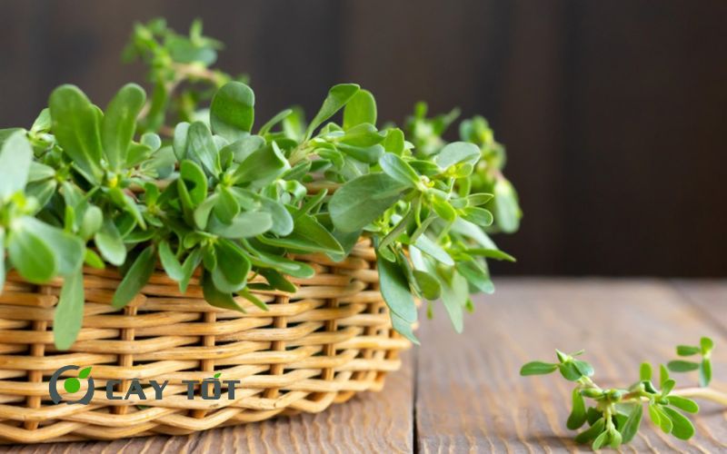 Hạt Giống Rau Sam