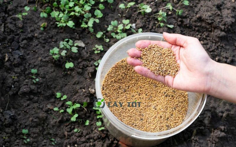 Hạt Giống Cải Bẹ Trắng