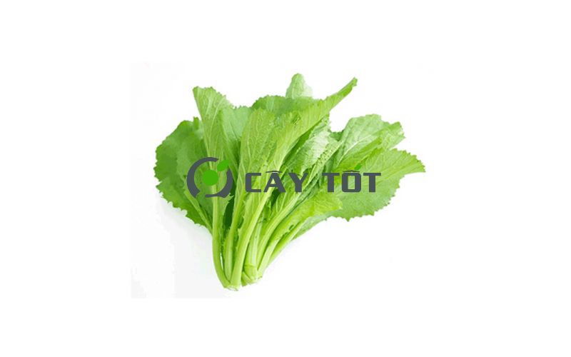 Hạt Giống Cải Bẹ Xanh