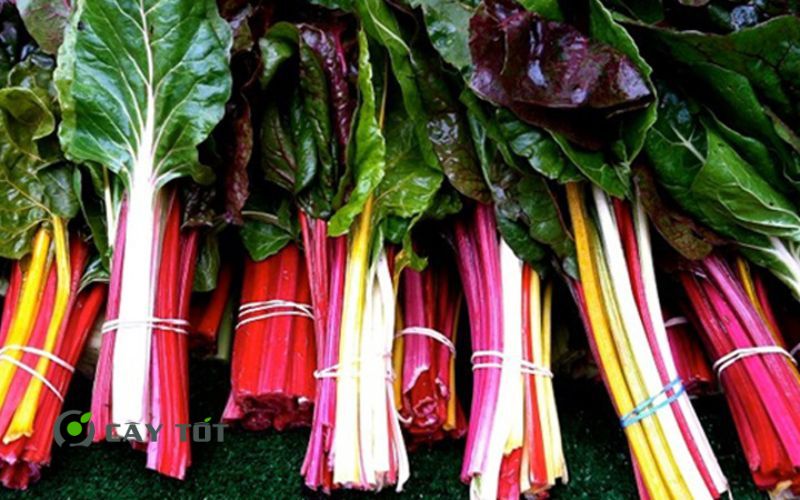 Hạt Giống Cải Cầu Vồng