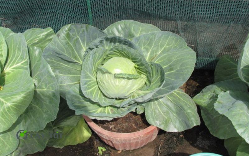 Hạt Giống Bắp Cải