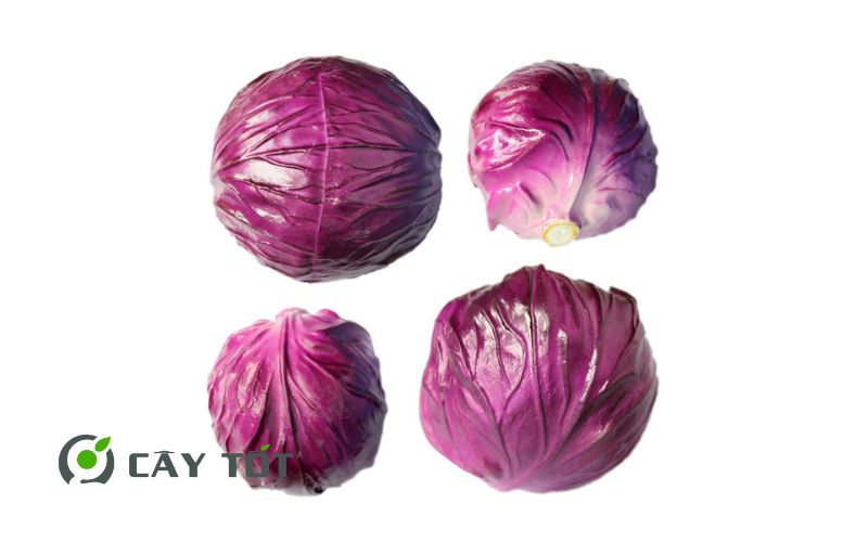 Hạt Giống Bắp Cải Tím