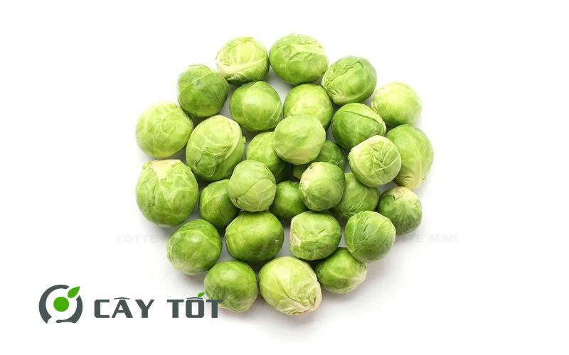 Hạt Giống Bắp Cải Mini