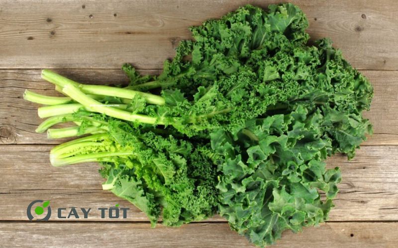 Hạt Giống Cải Xoăn Kale