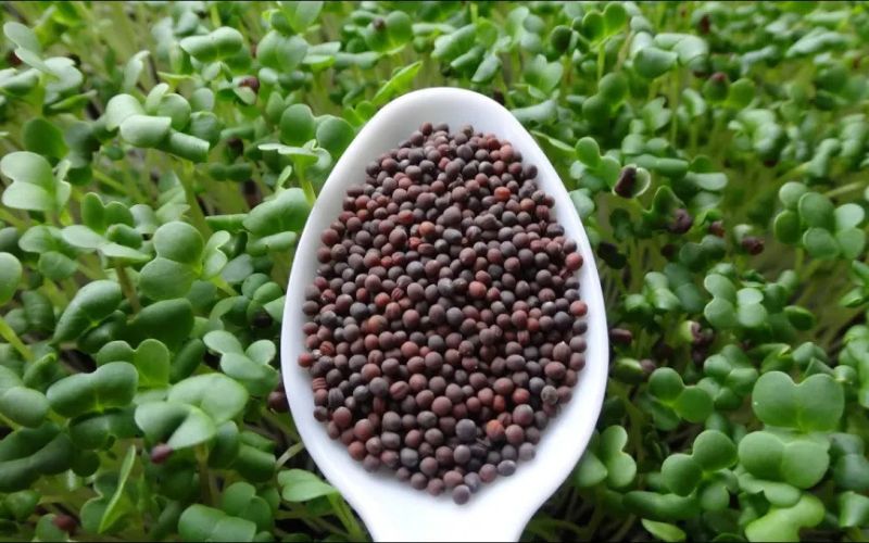 Hạt Giống Cải Thìa