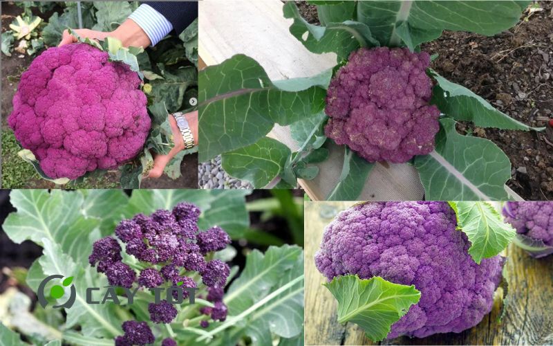 Hạt Giống Súp Lơ Tím
