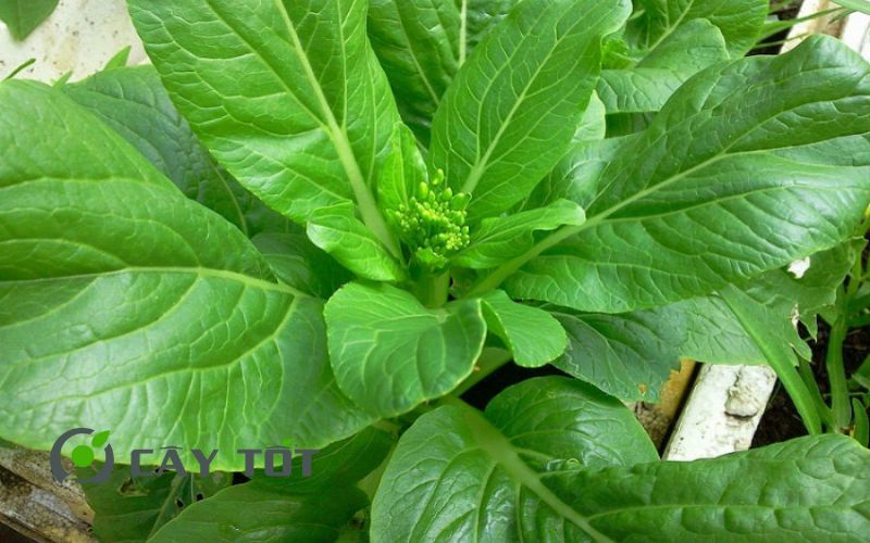 Hạt Giống Bông Cải Ngồng