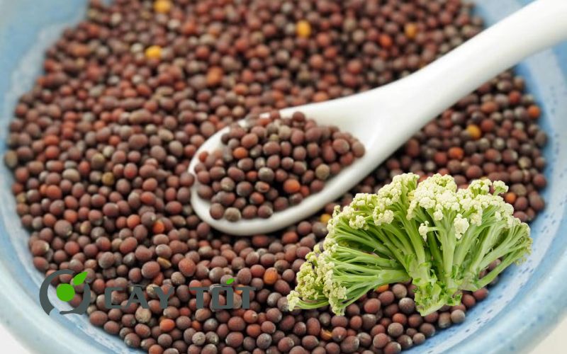 Hạt Giống Bông Cải Baby