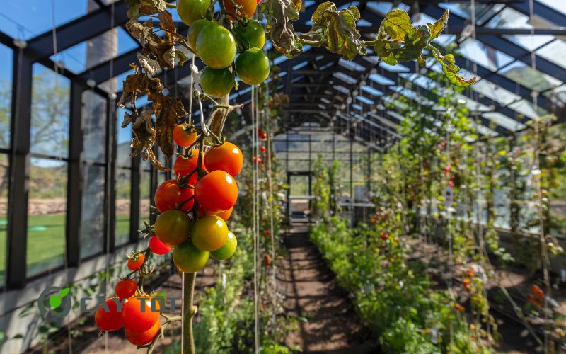 Hạt Giống Cà Chua Bi