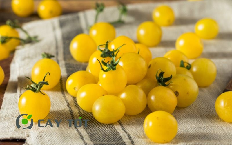 Hạt Giống Cà Chua Vàng