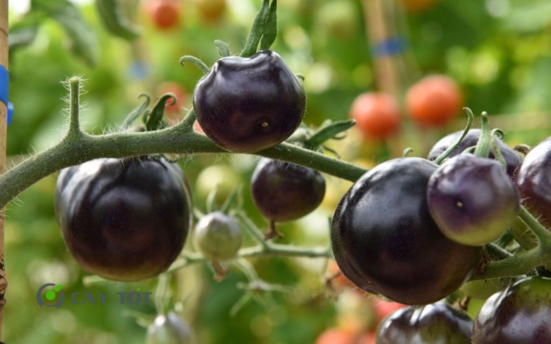 Hạt Giống Cà Chua Đen