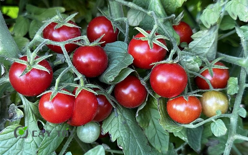 Hạt Giống Cà Chua Cherry