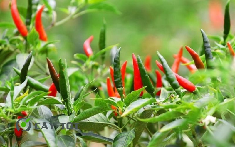 Hạt Giống Ớt Chỉ Thiên