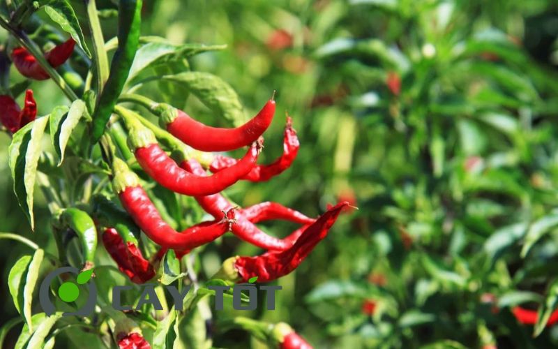 Hạt Giống Ớt Hiểm