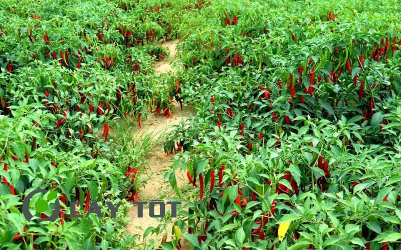 Hạt Giống Ớt Sừng