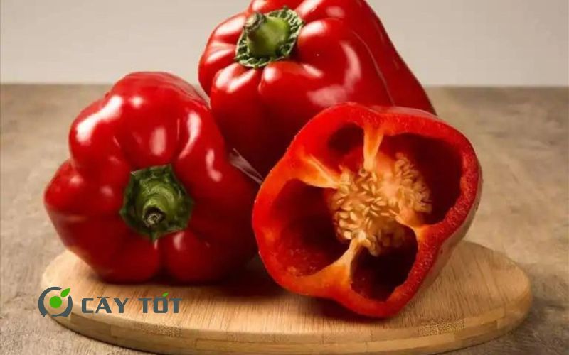 Hạt Giống Ớt Chuông Đỏ