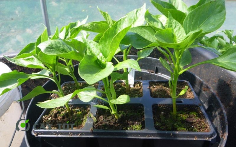 Hạt Giống Ớt Chuông Xanh