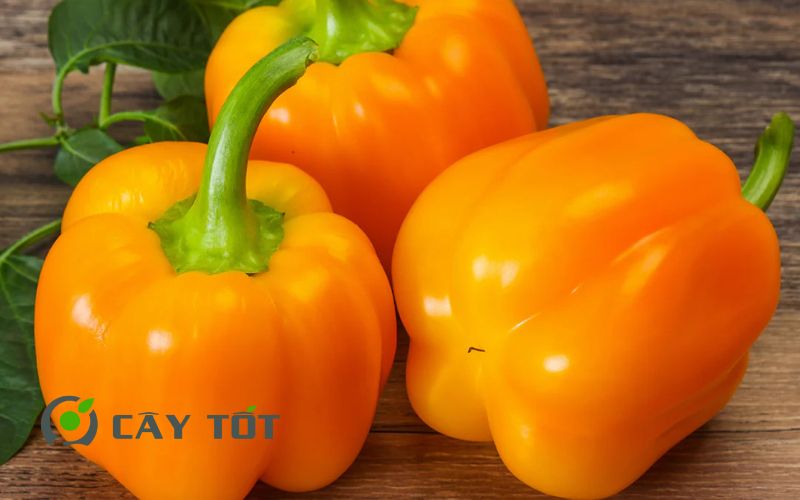 Hạt Giống Ớt Chuông Vàng