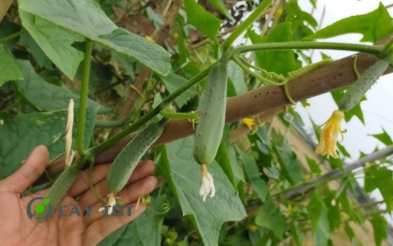 Hạt Giống Dưa Leo