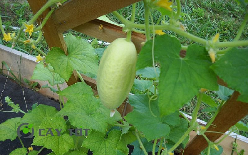 Hạt Giống Dưa Leo Thân Gai