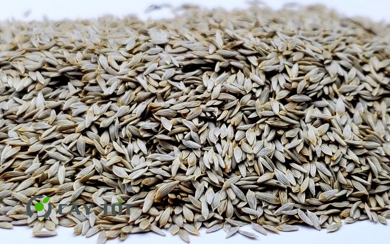 Hạt Giống Xà Lách Xoăn